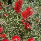 1000 US Seeds CRIMSON BOTTLEBRUSH Callistemon Citrinus Tasmanian Grown