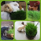 Cat Grass 25 AU Seeds Organic Pet Sprouts Rabbit Bird Dog Greens