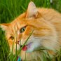 Cat Grass 25 AU Seeds Organic Pet Sprouts Rabbit Bird Dog Greens