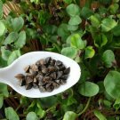 Organic Buckwheat RAW 3 AU gram Seeds Sprouts Microgreens Cover Crop