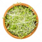Alfalfa Seeds 450 AU Grams Sprouts Organic Microgreens Sprouting