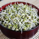 MUNG BEANS Green 100 AU Gram Sprouting Healthy Salads