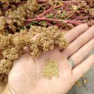 White Quinoa 100 AU grams Seeds Organic Tasmanian Sprouting Microgreens Cooking