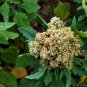 White Quinoa 100 AU grams Seeds Organic Tasmanian Sprouting Microgreens Cooking
