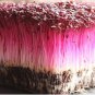1000 AU Seeds Amaranth Red Garnet Tricolor Salad Microgreens Stirfry Bulk