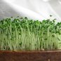 Organic Chia 3 grams of Seeds sprouting microgreens health food