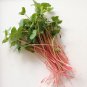 Buckwheat 100 AU grams Seeds Organic Sprouting Microgreens Gluten Free
