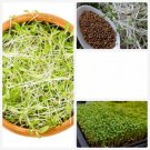 Alfalfa 3 AU grams Seeds Organic Microgreens Sprouts Sprouting