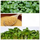 Organic Biofumigant Mustard 100 AU grams Seeds Green Manure Soil Fumigation