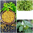Organic Fenugreek 200 AU Seeds Microgreens Sprouting Health Food Salads