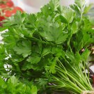 100 AU Seeds Parsley Flat Leaf Italian Continental Tasmanian Organic Herbs