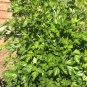 100 AU Seeds Parsley Flat Leaf Italian Continental Tasmanian Organic Herbs