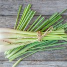 100 AU Seeds Lemon Grass Cymbopogon Flexuosus HERB MEDICINAL PERENNIAL
