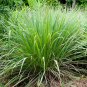 100 AU Seeds Lemon Grass Cymbopogon Flexuosus HERB MEDICINAL PERENNIAL