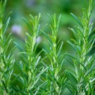 30 AU Seeds ROSEMARY Rosmarinus officinalis Organic Herb Medicinal Bees