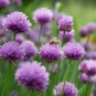 200 AU Seeds CHIVES Tas Grown Organic Herbs Onion Chive Heirloom