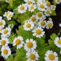 Feverfew 150 AU seeds Organically Tasmanian Herb garden Grown Medicinal