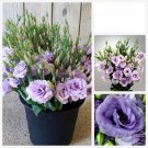 10 AU Seeds LISIANTHUS Lavender pelleted Rare limited Cut Flower Bouquet