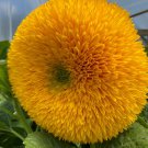 10 AU Seeds Sunflowers TEDDY BEAR Massive Fluffy Easy to Grow