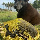 10 AU Seeds Sunflowers Giant Russian Massive Huge Mammoth