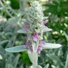 150 AU Seeds Lambs Ear Stachys Byzantina Fluffy Leaf Rockery Ground Cover