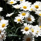 100 AU seeds SNOW DAISY Chrysanthemum Paludosum PURE WHITE BLOOMS Flowers
