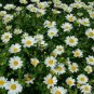 100 AU seeds SNOW DAISY Chrysanthemum Paludosum PURE WHITE BLOOMS Flowers
