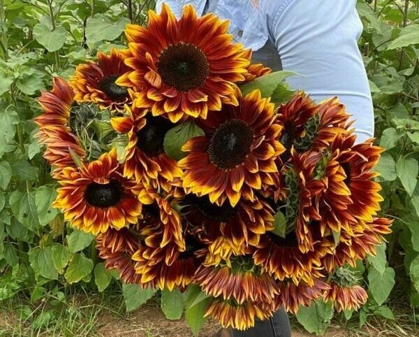Sunflowers Ruby Passion 10 AU Seeds 110-130cm tall Pollen Free Quality