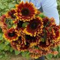 Sunflowers Ruby Passion 10 AU Seeds 110-130cm tall Pollen Free Quality