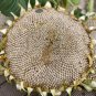 10 AU Seeds MAMMOTH SUNFLOWERS Organic Giant Flowers up to 3 meters Tall