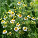 Roman Camomile 200 AU Seeds Flowers Tasmanian Grown Cottage Garden