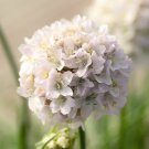 20 AU Seeds Armeria Morning Star WHITE Frost Hardy Perennial Rockery Thrift