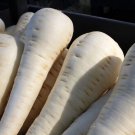 500 AU seeds Parsnip Melbourne White Skin Heirloom OP