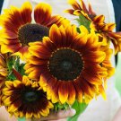 Sunflowers 50 AU Seeds Mixed Cross Pollinated Colour suprise Easy to Grow Sunflowers 50 AU Seeds Mixed Cross Pollinated Colour suprise Easy to Grow