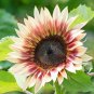 Pink Sunflower 10 AU Seeds Cut Flowers Sunflowers Lilac 130cm tall Rare Hybrid