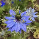 Nigella damascena Miss Jekyll Blue flowers 100 AU Seeds Love In A Mist