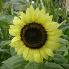 Lemon Rush F1 Hybrid Sunflower 10 AU Seeds easy to grow