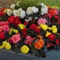 Begonia Non Stop Mocca Mix 10 AU Seeds Pelleted Hybrid Tuberous Dark Foliage