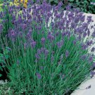60 AU seeds Lavender English Munstead