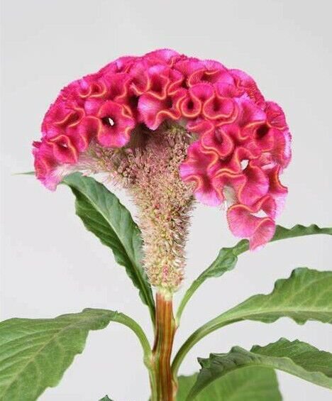 Rare Celosia Act Rose Cockscomb Premium Florest 10 AU Seeds Hybrid