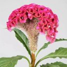 Rare Celosia Act Rose Cockscomb Premium Florest 10 AU Seeds Hybrid