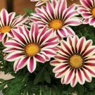 GAZANIA Kiss Frosty White Flame Premium 10 AU Seeds hybrid Drought Tolerant