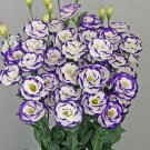 10 AU Seeds LISIANTHUS Megalo 3 Blue Picotee Imp Rare Florist Cut Flowers