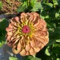 Rare Zinnia Queeny Lime Red 10 AU Seeds Quality Florist Grade Cut Flowers