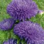 Garden Cut Flowers Aster Balloon Dark Blue 15 AU Seeds 12-15cm blooms