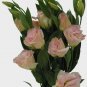 LISIANTHUS Peach 10 AU Seeds pelleted limited Rare Cut Flower Bouquet