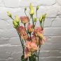 LISIANTHUS Peach 10 AU Seeds pelleted limited Rare Cut Flower Bouquet