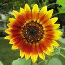 5 AU Seeds Sunflowers Solar Eclipse Pollenless Cut Flower 170cm Spring