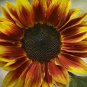 5 AU Seeds Sunflowers Solar Eclipse Pollenless Cut Flower 170cm Spring
