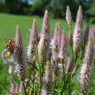 10 AU seeds Celosia Spicata Parfait Lt Pink ELEGANT GARDEN ANNUAL